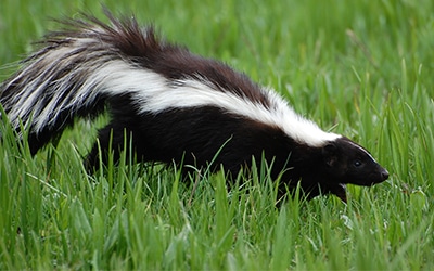 Skunk Removal Services at All Seasons Pest Control