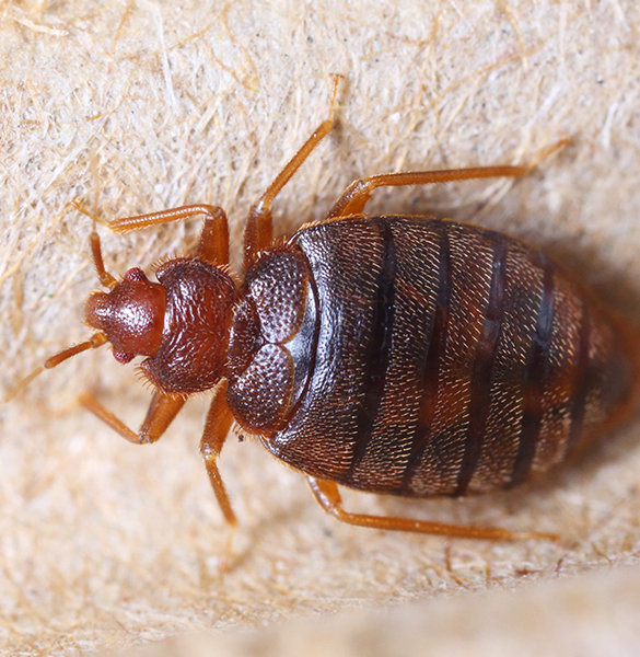 Bed Bug Infestation Solutions at All Seasons Pest Control