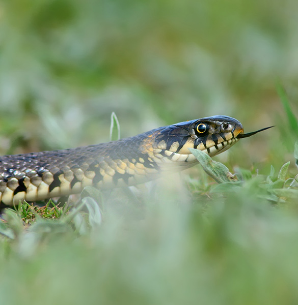 Professional Snake Removal Services at All Seasons Pest Control