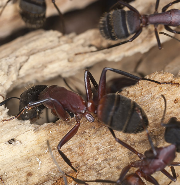 Ant Control Services in the  Finger Lakes NY Region